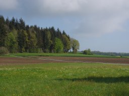 Frühling am Buchwald